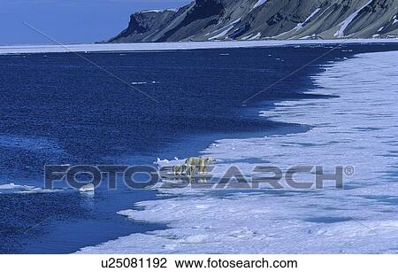 Stock Image - Polar Bear (Ursus Maritimus) mother with two cubs. Rijpfjorden, Svalbard.. Fotosearch