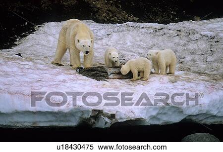 Stock Photography - Polar Bear (Ursus Maritimus) mother with three cubs feeding on the remains of a walrus skin. Wilhelmoya, Svalbard.. Fotosearch