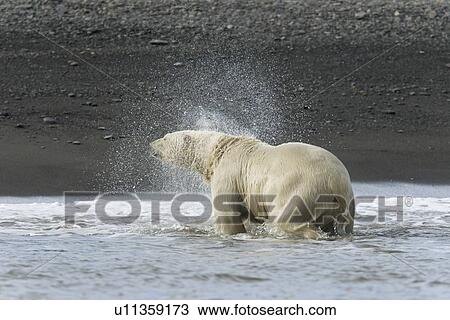Polar bear (Ursus maritimus) near pack ice in Isbukta (Ice Bay) in the Barents Sea off the eastern coast of Spitsbergen in the Svalbard Archipelago, Norway. View Large Photo Image Stock Image - Polar bear (Ursus maritimus) near pack ice in Isbukta (Ice Bay) in the Barents Sea off the eastern coast of Spitsbergen in the Svalbard Archipelago, Norway.. Fotosearch