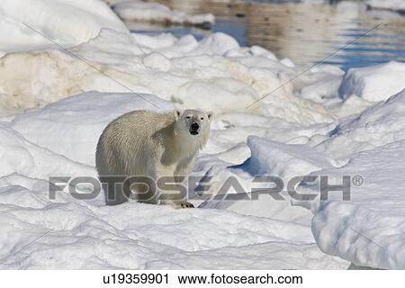 Polar bear (Ursus maritimus) on multi-year ice floes in the Barents Sea off the eastern coast of EdgeÏya (Edge Island) in the Svalbard Archipelago, Norway. View Large Photo Image Stock Image - Polar bear (Ursus maritimus) on multi-year ice floes in the Barents Sea off the eastern coast of EdgeÏya (Edge Island) in the Svalbard Archipelago, Norway.. Fotosearch