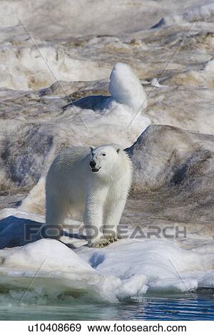 Polar bear (Ursus maritimus) on multi-year ice floes in the Barents Sea off the eastern coast of EdgeÏya (Edge Island) in the Svalbard Archipelago, Norway. View Large Photo Image Stock Photo - Polar bear (Ursus maritimus) on multi-year ice floes in the Barents Sea off the eastern coast of EdgeÏya (Edge Island) in the Svalbard Archipelago, Norway.. Fotosearch
