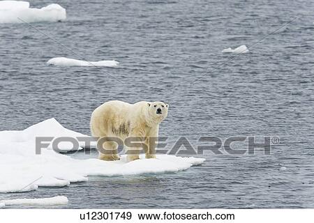 Polar bear (Ursus maritimus) on multi-year ice floes in the Barents Sea off the eastern coast of EdgeÏya (Edge Island) in the Svalbard Archipelago, Norway. View Large Photo Image Stock Photo - Polar bear (Ursus maritimus) on multi-year ice floes in the Barents Sea off the eastern coast of EdgeÏya (Edge Island) in the Svalbard Archipelago, Norway.. Fotosearch