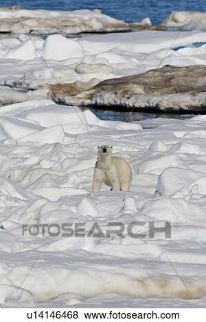Stock Photo - Polar bear (Ursus maritimus) on multi-year ice floes in the Barents Sea off the eastern coast of EdgeÏya (Edge Island) in the Svalbard Archipelago, Norway.. Fotosearch
