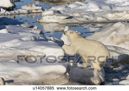 Polar bear (Ursus maritimus) on multi-year ice floes in the Barents Sea off the eastern coast of EdgeÏya (Edge Island) in the Svalbard Archipelago, Norway. View Large Photo Image Stock Photography - Polar bear (Ursus maritimus) on multi-year ice floes in the Barents Sea off the eastern coast of EdgeÏya (Edge Island) in the Svalbard Archipelago, Norway.. Fotosearch