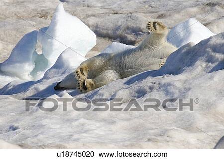 Stock Image - Polar bear (Ursus maritimus) stretching out on multi-year ice floes in the Barents Sea off the eastern coast of EdgeÏya (Edge Island) in the Svalbard Archipelago, Norway.. Fotosearch