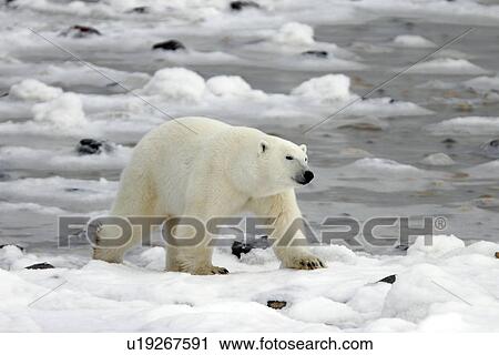 Polar Bear (Ursus maritimus) walking on ice and rocks near Churchill, Manitoba, Canada. View Large Photo Image Stock Image - Polar Bear (Ursus maritimus) walking on ice and rocks near Churchill, Manitoba, Canada.. Fotosearch