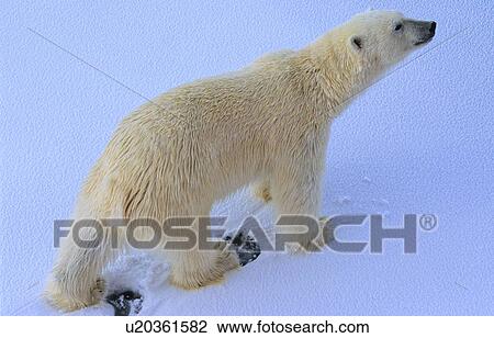 Stock Image - Polar Bear (Ursus Maritimus) walking on snow. Rijpfjorden, Svalbard.. Fotosearch