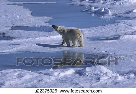 Polar bear (Ursus maritimus) walking on drift ice with its mirror on a melt water pond. North of Nordaustlandet, Svalbard Archipelago, High Norwegian Arctic. View Large Photo Image Stock Photograph - Polar bear (Ursus maritimus) walking on drift ice with its mirror on a melt water pond. North of Nordaustlandet, Svalbard Archipelago, High Norwegian Arctic.. Fotosearch