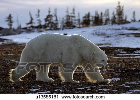 Stock Image - Polar Bear (Ursus maritimus) walking near Churchill, Manitoba, Canada.. Fotosearch