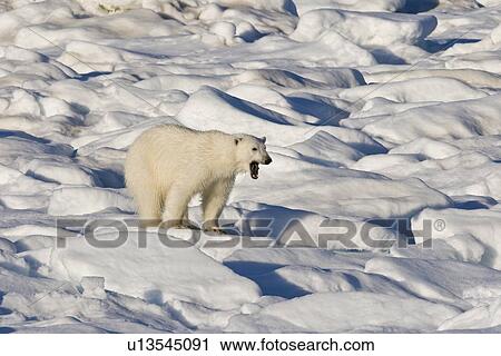 Polar bear yawning (Ursus maritimus) on multi-year ice floes in the Barents Sea off the eastern coast of EdgeÏya (Edge Island) in the Svalbard Archipelago, Norway. View Large Photo Image Stock Image - Polar bear yawning (Ursus maritimus) on multi-year ice floes in the Barents Sea off the eastern coast of EdgeÏya (Edge Island) in the Svalbard Archipelago, Norway.. Fotosearch