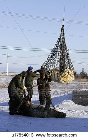 Polar Bears (Ursus maritimus) Adults preparing to be transferred via helicopter from the Bear Jail outside Churchill, Manitoba, Canada. View Large Photo Image Stock Image - Polar Bears (Ursus maritimus) Adults preparing to be transferred via helicopter from the Bear Jail outside Churchill, Manitoba, Canada.. Fotosearch