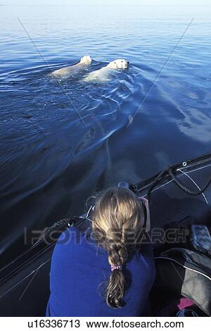 Stock Image - Polar Bears (Ursus maritimus) Two adult males swimming in open water in Hudson Bay (o avoid the summer heat and insects )nar boat outside Churchill, Manitoba, Canada.. Fotosearch