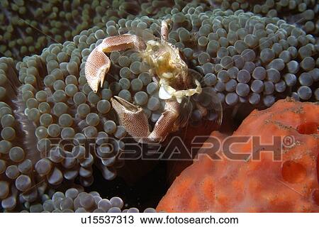 Stock Image - Porcelain Anemone Crab (Neopetrolisthes maculatus) moulting, Dumaguete, s Island, Philippines. Fotosearch