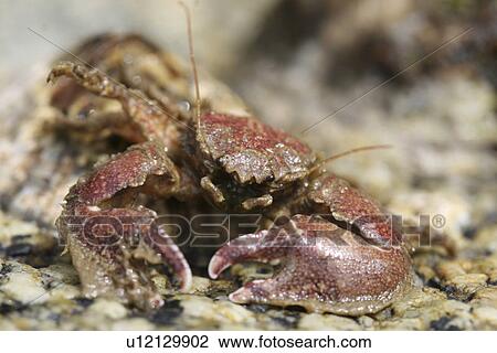 Stock Image - Porcelain Crab. UK. Fotosearch