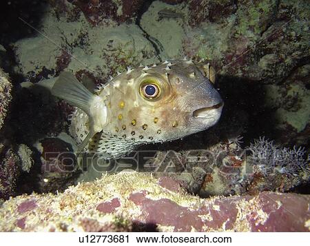 Porcupinefish (Diodon hystrix). Na'ama Bay, Sharm El Sheikh, South Sinai, Red Sea, Egypt. View Large Photo Image Stock Image - Porcupinefish (Diodon hystrix). Na'ama Bay, Sharm El Sheikh, South Sinai, Red Sea, Egypt.. Fotosearch