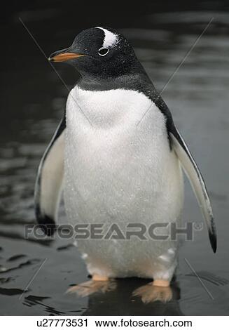 Stock Image - Portrait of Gentoo penguin (Pygoscelis papua) Antarctic Peninsula. Fotosearch