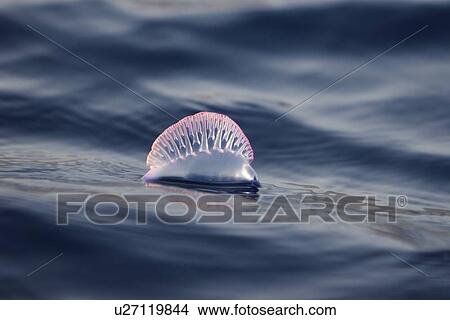 Portuguese Man 'O War (Physalia physalis) floating on the surface off the Cape Verde Island Group in the northern Atlantic Ocean. View Large Photo Image Picture - Portuguese Man 'O War (Physalia physalis) floating on the surface off the Cape Verde Island Group in the northern Atlantic Ocean.. Fotosearch