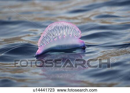 Portuguese Man 'O War (Physalia physalis) floating on the surface off the Cape Verde Island Group in the northern Atlantic Ocean. View Large Photo Image Stock Image - Portuguese Man 'O War (Physalia physalis) floating on the surface off the Cape Verde Island Group in the northern Atlantic Ocean.. Fotosearch