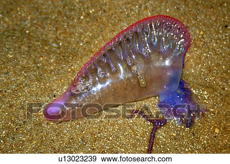 Portuguese Man-of-war (Physalia physalis) Beached. Praia do Forte, Bahia, Brazil (South Atlantic) View Large Photo Image Stock Photo - Portuguese Man-of-war (Physalia physalis) Beached. Praia do Forte, Bahia, Brazil (South Atlantic). Fotosearch