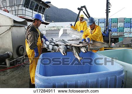 Processing the salmon catch at Norquest Cannery in Petesburg, Southeast Alaska. No model release. View Large Photo Image Stock Image - Processing the salmon catch at Norquest Cannery in Petesburg, Southeast Alaska. No model release.. Fotosearch
