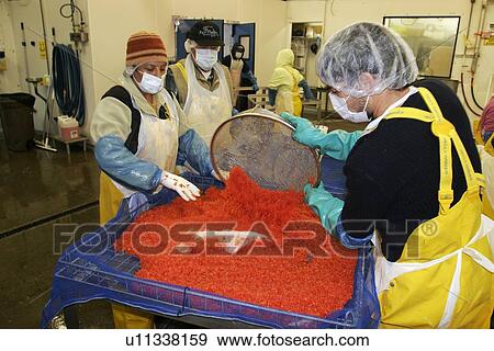 Processing the salmon catch at Norquest Cannery in Petesburg, Southeast Alaska. Shown here is the highly specialized process of removing the salmon eggs for shipping to Japan. No model or property release. View Large Photo Image Stock Photo - Processing the salmon catch at Norquest Cannery in Petesburg, Southeast Alaska. Shown here is the highly specialized process of removing the salmon eggs for shipping to Japan. No model or property release.. Fotosearch