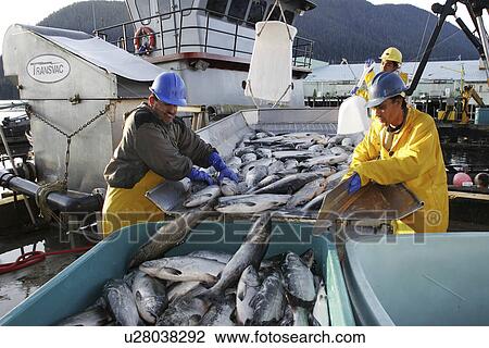 Stock Image - Processing the wild-caught salmon catch at Norquest Cannery in Petersburg, Southeast Alaska. (No model releases). Fotosearch