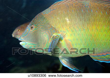 Puddingwife wrasse, Halichoeres radiatus, St. Peter and St. Paul's rocks, Brazil, Atlantic Ocean View Large Photo Image Stock Photograph - Puddingwife wrasse, Halichoeres radiatus, St. Peter and St. Paul's rocks, Brazil, Atlantic Ocean . Fotosearch