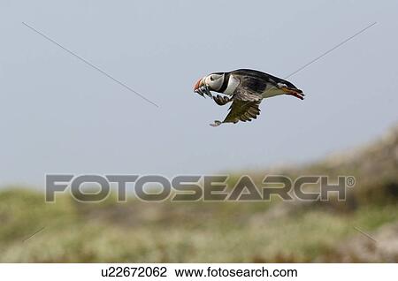 Stock Image - Puffin (Fratercula arctic) with beakful of sand eels. May Isle, Firth of Forth, Scotland, UK. Fotosearch
