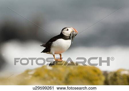 Puffin (Fratercula arctic) with beakful of sand eels. May Isle, Firth of Forth, Scotland, UK View Large Photo Image Stock Image - Puffin (Fratercula arctic) with beakful of sand eels. May Isle, Firth of Forth, Scotland, UK. Fotosearch