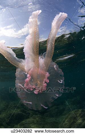Purple Stinger Jellyfish (Pelagia notiluca) Sardinia, Italy, Mediterranean View Large Photo Image Stock Image - Purple Stinger Jellyfish (Pelagia notiluca) Sardinia, Italy, Mediterranean. Fotosearch