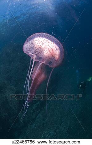 Purple Stinger Jellyfish (Pelagia notiluca). Sardinia, Italy, Mediterranean View Large Photo Image Stock Photograph - Purple Stinger Jellyfish (Pelagia notiluca). Sardinia, Italy, Mediterranean. Fotosearch