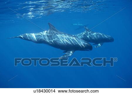 Pygmy Killer Whale (Feresa attenuata) travelling pod in dappled light, sowing characteristic long pectoral fins. Hawaii. View Large Photo Image Picture - Pygmy Killer Whale (Feresa attenuata) travelling pod in dappled light, sowing characteristic long pectoral fins. Hawaii.. Fotosearch