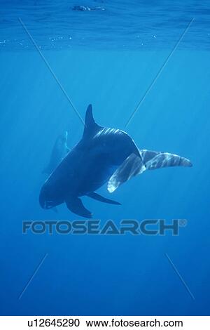 Stock Image - Pygmy Killer Whale (Feresa attenuata) showing characteristic white lips. Hawaii.. Fotosearch