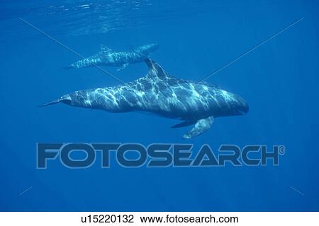 Pygmy Killer Whale (Feresa attenuata) travelling pod in dappled light. Hawaii. View Large Photo Image Stock Image - Pygmy Killer Whale (Feresa attenuata) travelling pod in dappled light. Hawaii.. Fotosearch