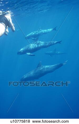 Stock Photo - Pygmy Killer Whale (Feresa attenuata) pod with snorkeller. Hawaii.. Fotosearch