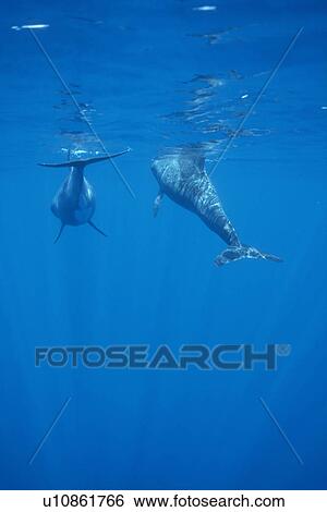 Pygmy Killer Whale (Feresa attenuata) two swimming away from camera, one surfacing to breathe. Hawaii. View Large Photo Image Stock Photograph - Pygmy Killer Whale (Feresa attenuata) two swimming away from camera, one surfacing to breathe. Hawaii.. Fotosearch