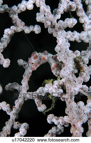Stock Image - Pygmy seahorse, Hippocampus bargibanti, on fan coral, Muricella sp., Sinandigan wall, Puerto Galera, Mindoro, Philippines. Fotosearch
