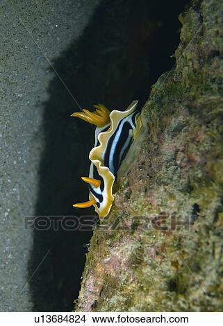 Picture - Pyjama chromodorid (Chromodoris quadricolor) tending to eggs. Na'ama Bay, Sharm El Sheikh, South Sinai, Red Sea, Egypt.. Fotosearch
