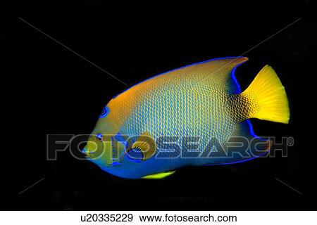 Stock Photo - Queen angelfish, Holacanthus ciliaris, St. Peter and St. Paul's rocks, Brazil, Atlantic Ocean . Fotosearch
