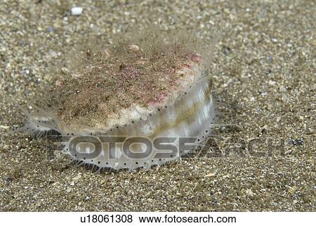 Queen Scallop (Aequipecten opercularis), small edible scallop showing wide open position, highly prized food source, St Abbs, Scotland, UK View Large Photo Image Stock Photo - Queen Scallop (Aequipecten opercularis), small edible scallop showing wide open position, highly prized food source, St Abbs, Scotland, UK. Fotosearch