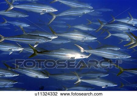 Rainbow runner, Elagatis bipinnulata, schooling, St. Peter and St. Paul's rocks, Brazil, Atlantic Ocean View Large Photo Image Stock Image - Rainbow runner, Elagatis bipinnulata, schooling, St. Peter and St. Paul's rocks, Brazil, Atlantic Ocean . Fotosearch