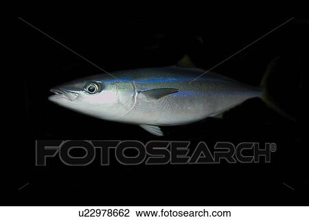 Stock Image - Rainbow runner, Elagatis bipinnulata, St. Peter and St. Paul's rocks, Brazil, Atlantic Ocean . Fotosearch