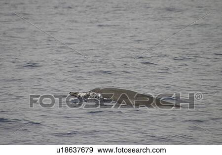 Stock Photo - Rare image of Sowerby's beaked whale (Mesoplodon bidens) Azores, Atlantic Ocean. Fotosearch