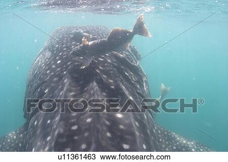 Rear view of Whale shark (Rhincodon typus) with White remora near head, Sea of Cortez, Mexico View Large Photo Image Stock Image - Rear view of Whale shark (Rhincodon typus) with White remora near head, Sea of Cortez, Mexico. Fotosearch
