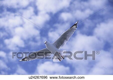 Stock Photograph - Red-billed Gull, Larus novaehollandiae, flying, North island New Zealand. Fotosearch