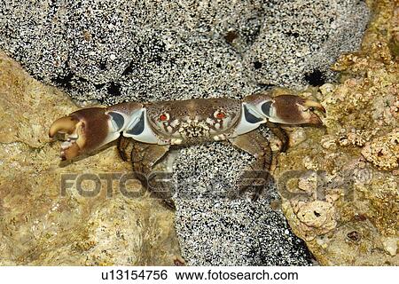 Stock Photograph - Red-eyed crab, Eriphia sebana, Rongelap, Marshall Islands, Micronesia. Fotosearch