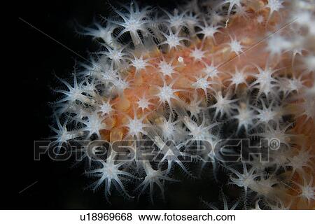 Stock Photo - Red Fingers Coral. Sark, Channel Islands, UK. Fotosearch