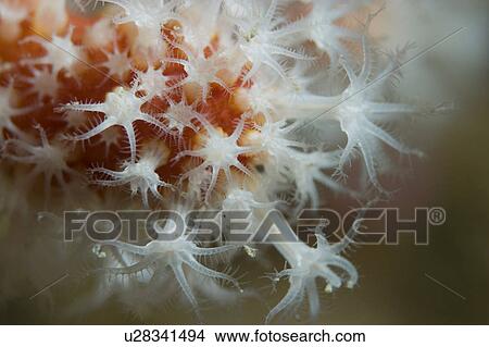 Picture - Red Fingers Soft Coral (Alcyonium glomeratum), Sark, Channel Islands, UK. Fotosearch