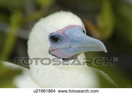 Red-footed booby (Sula sula). Galapagos. (rr) View Large Photo Image Picture - Red-footed booby (Sula sula). Galapagos. (rr). Fotosearch