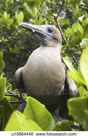 Red-footed booby (Sula sula). Galapagos. (rr) View Large Photo Image Stock Image - Red-footed booby (Sula sula). Galapagos. (rr). Fotosearch